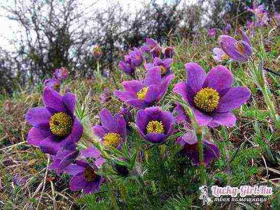 lumbago from seeds, planting and care in the open field