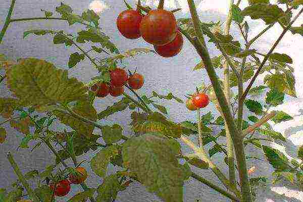 button tomatoes how to grow in which pot to plant