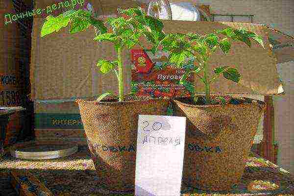 button tomatoes how to grow in which pot to plant