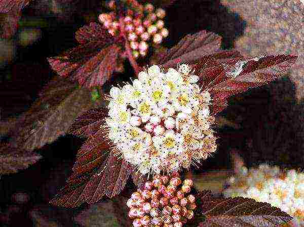 vesicle red baron planting and care in the open field