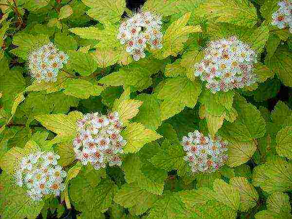 vesicle red baron planting and care in the open field