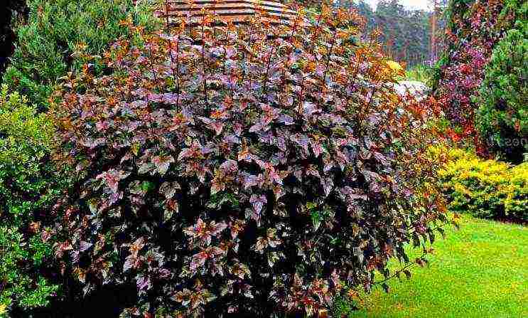 vesicle red baron planting and care in the open field