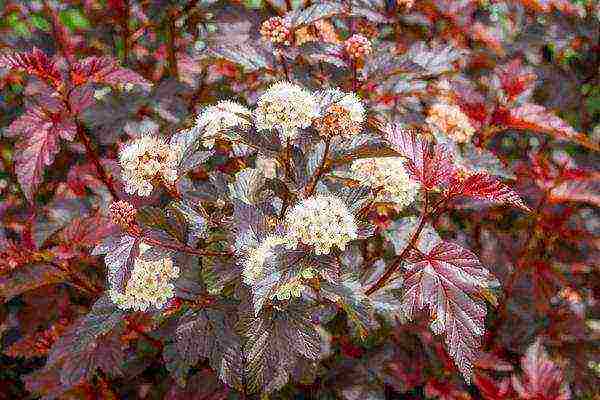 vesicle red baron planting and care in the open field