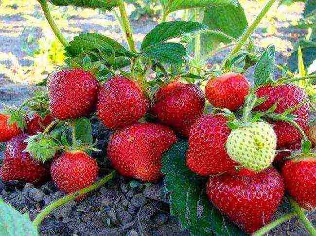 early best strawberries