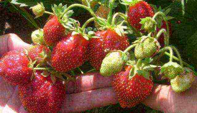 early best strawberries