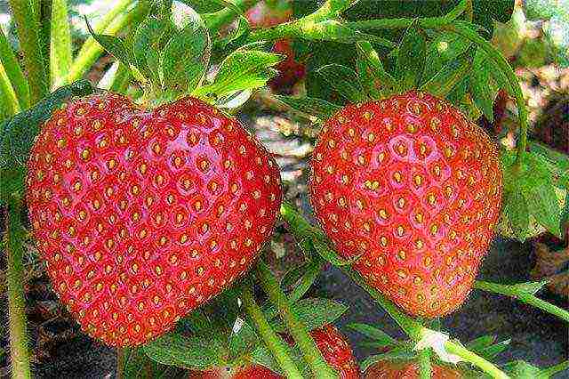 early best strawberries