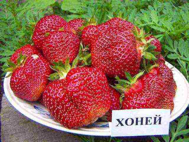 early best strawberries