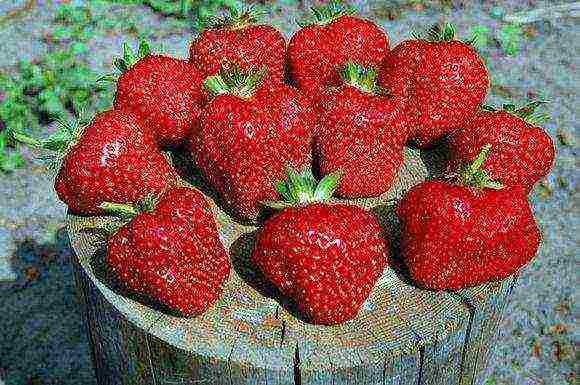 early best strawberries