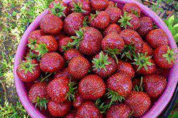 maagang pinakamahusay na mga strawberry