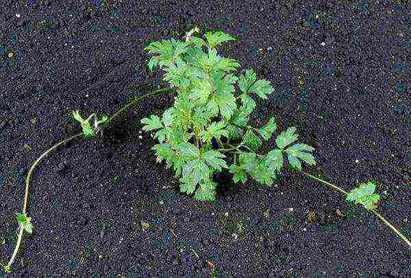 pagtatanim at pag-aalaga ng ranunculus sa bukas na bukid sa siberia