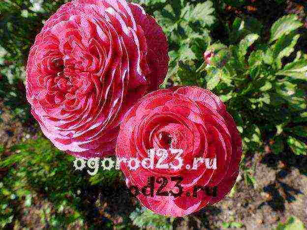 ranunculus ปลูกและดูแลในทุ่งโล่งในไซบีเรีย