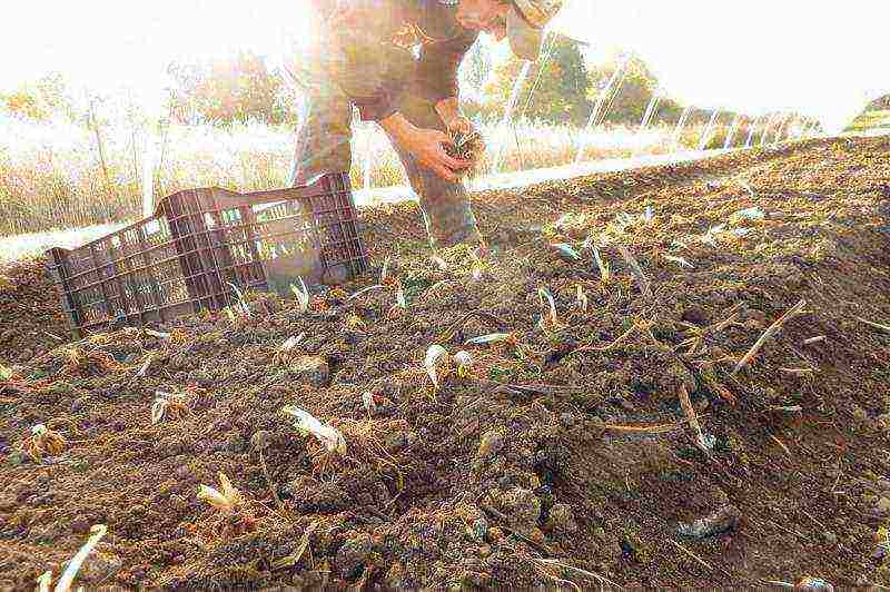 ranunculus planting and care in the open field in siberia