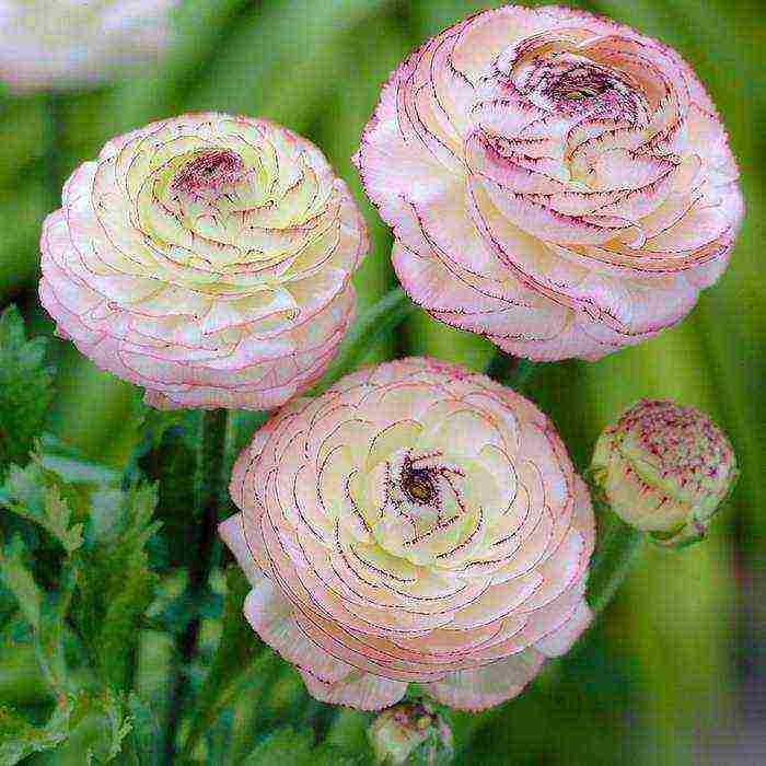 ranunculus ปลูกและดูแลในทุ่งโล่งในไซบีเรีย