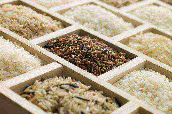 rice the best varieties