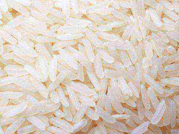 rice the best varieties