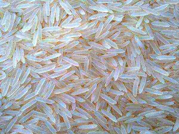 rice the best varieties