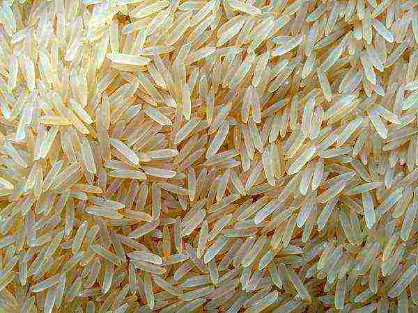rice the best varieties
