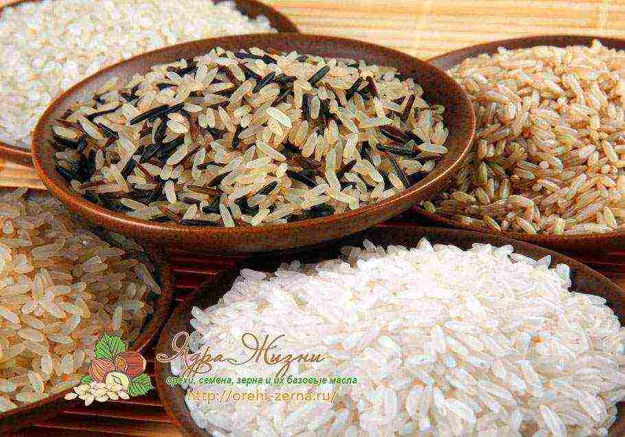 rice the best varieties