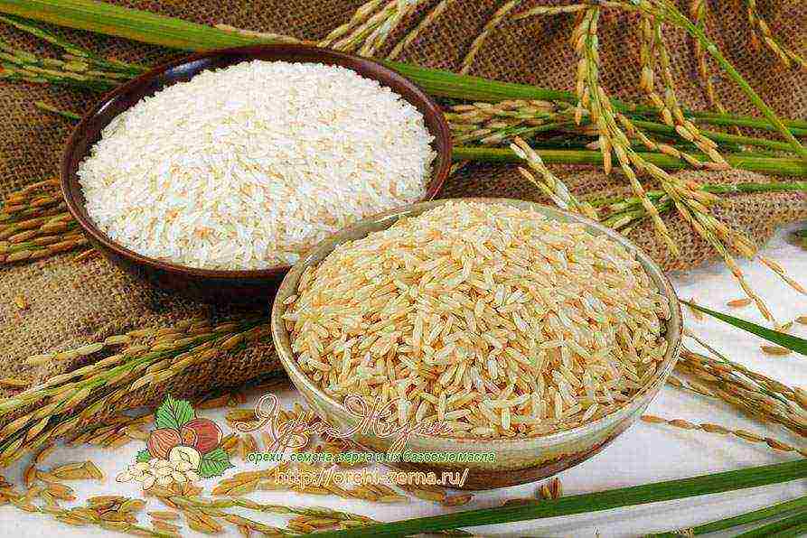 rice the best varieties