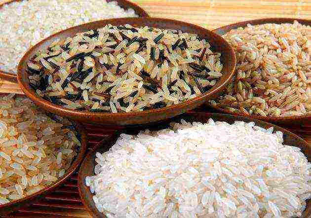 rice the best varieties