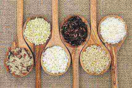 rice the best varieties