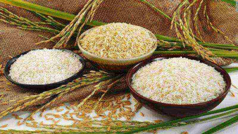 rice the best varieties