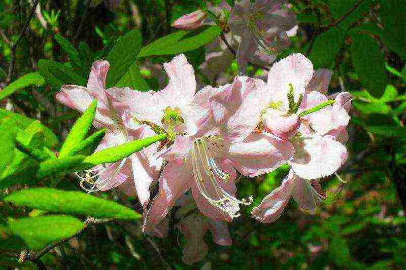 rhododendron adams planting and care in the open field in the suburbs