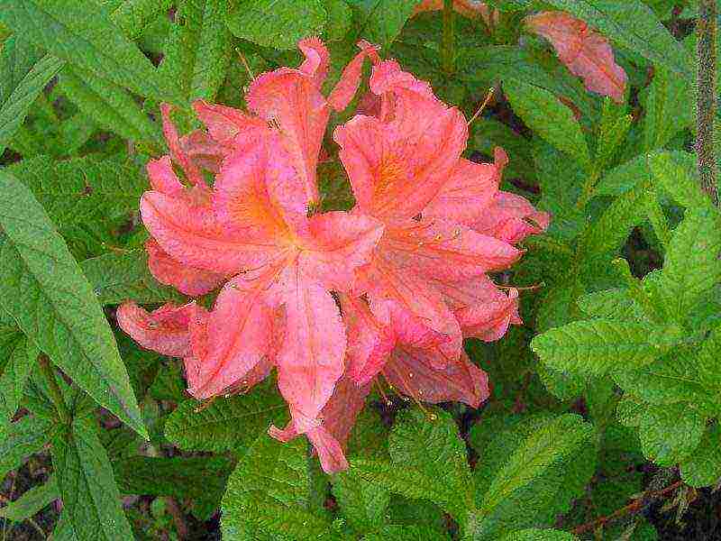 rhododendron adams planting and care in the open field in the suburbs