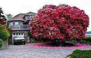 rhododendron adams planting and care in the open field in the suburbs