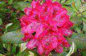 rhododendron adams planting and care in the open field in the suburbs