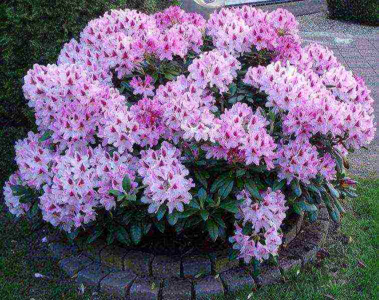 rhododendron adams planting and care in the open field in the suburbs