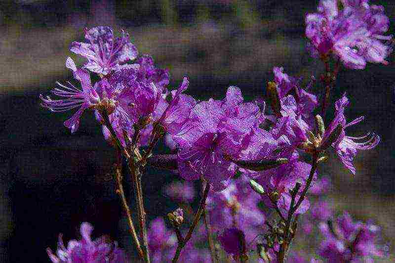 rhododendron adams planting and care in the open field in the suburbs