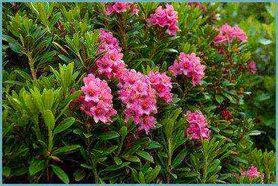 rhododendrons การปลูกกลางแจ้งและการดูแลสำหรับผู้เริ่มต้น