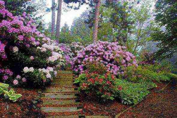 rhododendrons การปลูกกลางแจ้งและการดูแลสำหรับผู้เริ่มต้น