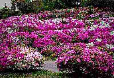 rhododendrons การปลูกกลางแจ้งและการดูแลสำหรับผู้เริ่มต้น