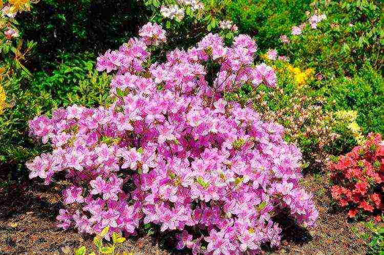 rhododendrons การปลูกกลางแจ้งและการดูแลสำหรับผู้เริ่มต้น