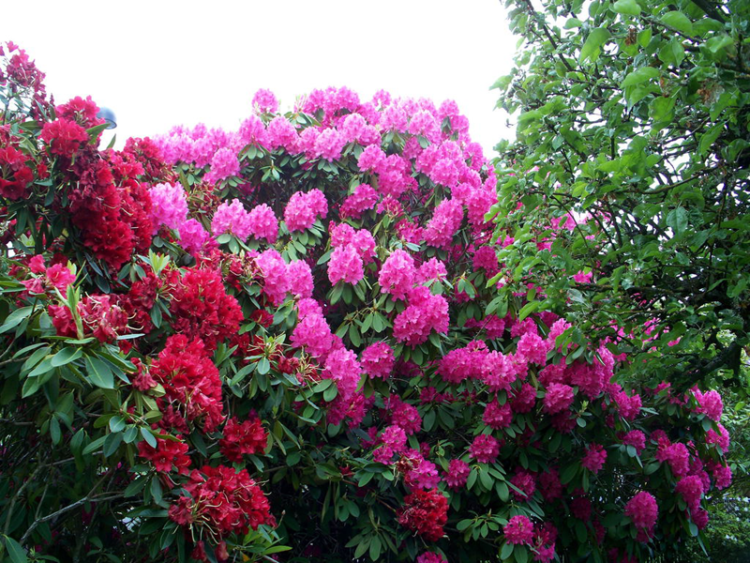 rhododendrons การปลูกกลางแจ้งและการดูแลสำหรับผู้เริ่มต้น