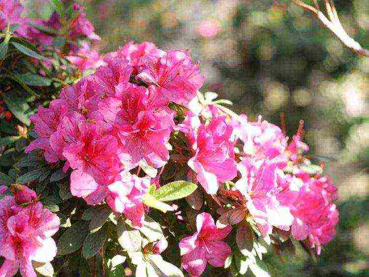 rhododendrons การปลูกกลางแจ้งและการดูแลสำหรับผู้เริ่มต้น