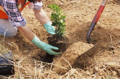 rhododendrons outdoor planting and care for beginners