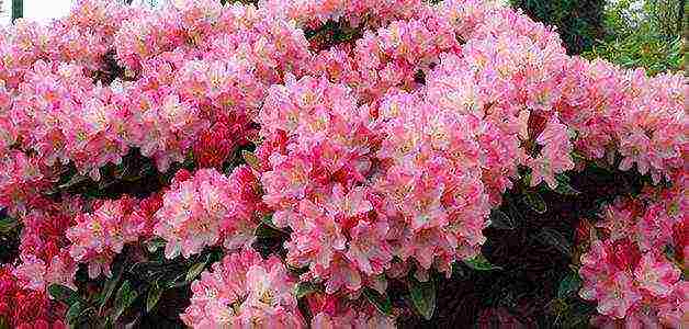 rhododendrons outdoor planting and care for beginners