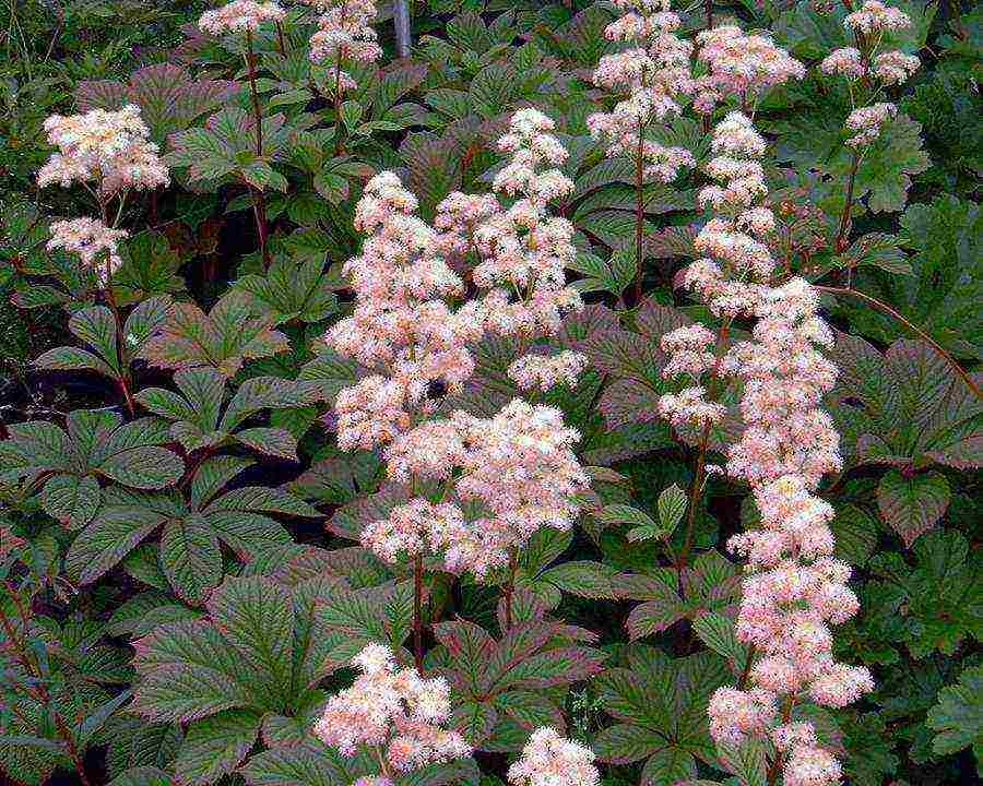 rogersia planting and care in the open field in the urals