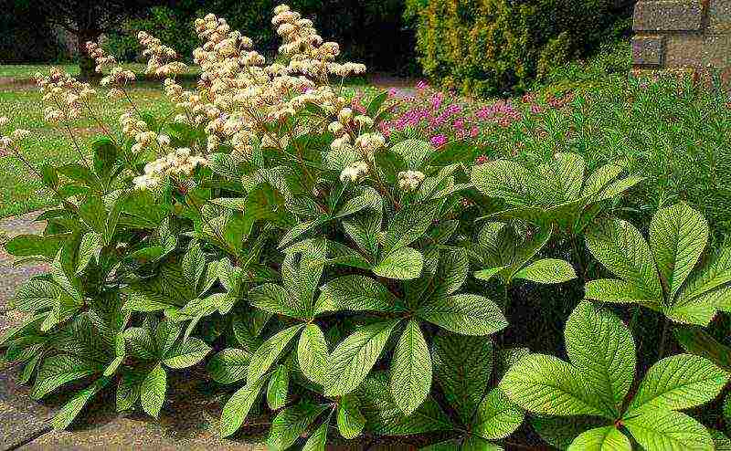 rogersia planting and care in the open field in the urals