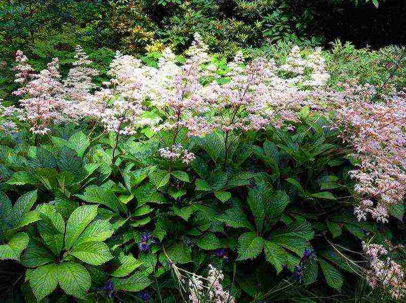 rogersia planting and care outdoors in siberia