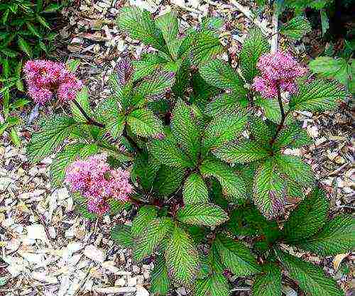 rogersia planting and care outdoors in siberia