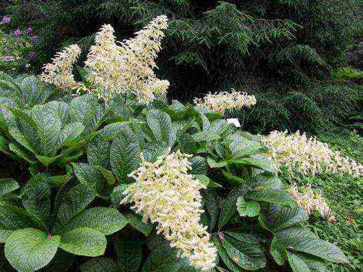 rogersia planting and care outdoors in siberia