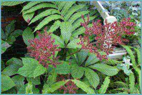 rogersia planting and care outdoors in siberia