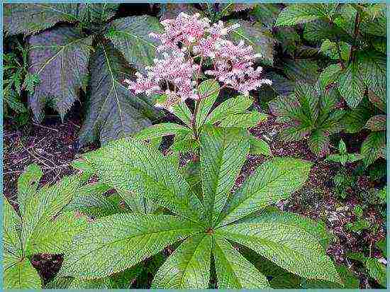 rogersia planting and care outdoors in siberia