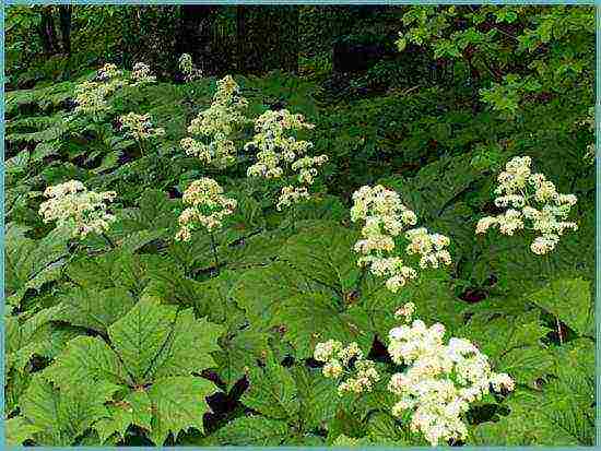 rogersia planting and care outdoors in siberia