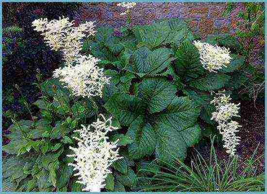 rogersia planting and care outdoors in siberia