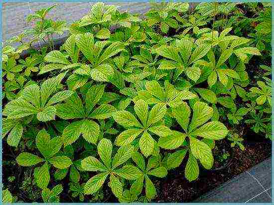 rogersia planting and care outdoors in siberia